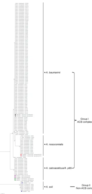Fig. 4 shows an overview of  different restriction patterns  observed. Digestion of  the ITS region by AluI resulted in 2 Fig