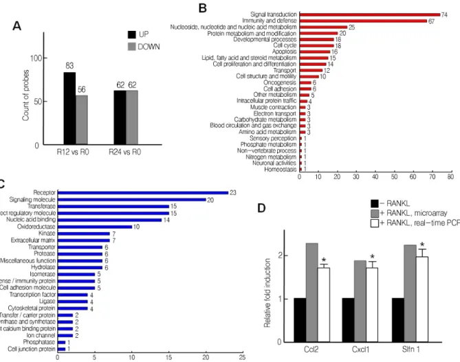 Fig. 3.  Analysis of genes changed by RANKL treatment. (A-C) The number of genes changed more than 1.5 fold in the cells treated with RANKL for 12 h (R12) or 24 h (R24) compared to when RANKL was not treated (R0) were counted  after microarray (A)