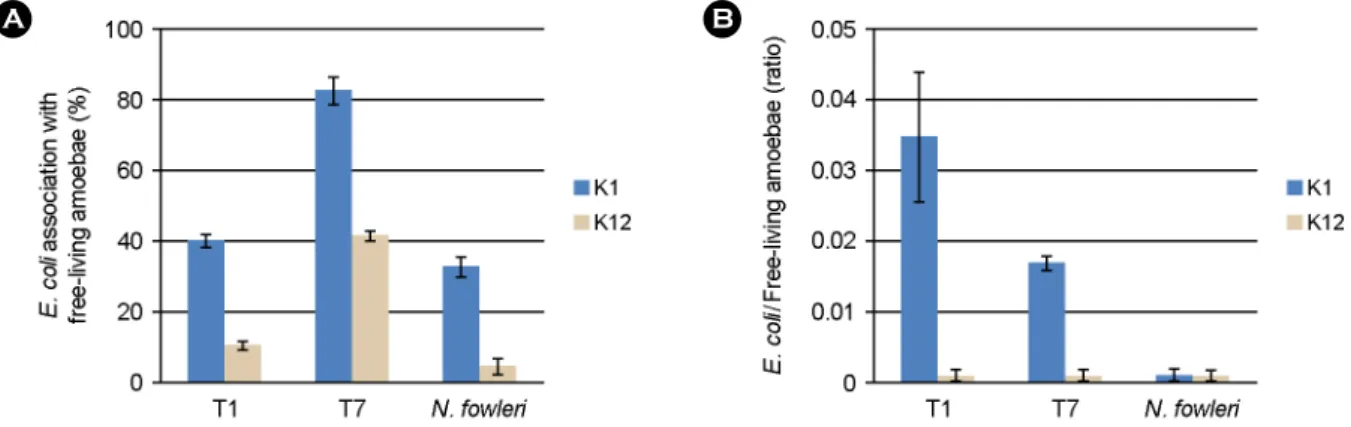 Fig. 2. E. coli association with free-living amoebae. (A) and (B) represent percent bacterial association with amoebae and ratio of bacteria per amoeba, respectively