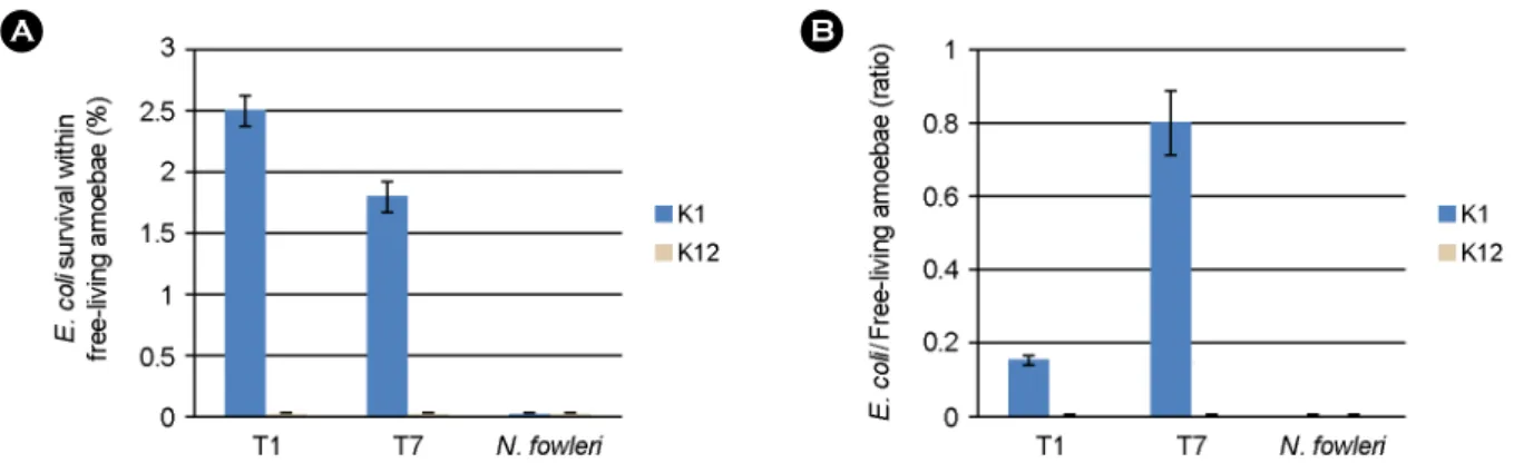 Fig. 4. Long-term survival of E. coli within free-living amoebae. (A) and (B) represent percent bacterial survival into amoebae for 24 h  in PBS and ratio of bacteria per amoeba, respectively
