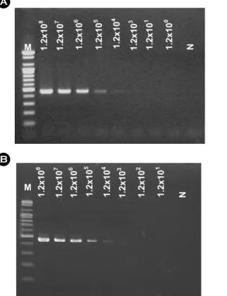 Fig. 2. The sensitivity of  the PCR-REBA. (A-B) The sensitivity of  the PCR using single and one-tube PCR was compared