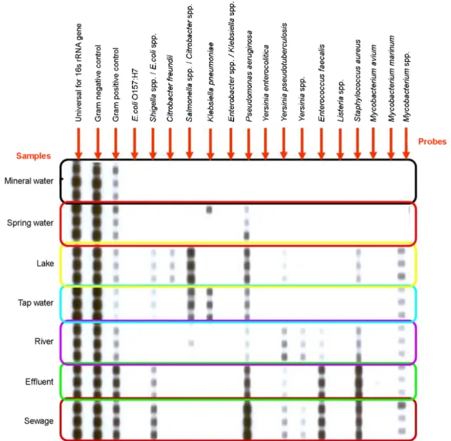 Fig. 3. Application of the PCR-REBA for detection and identification of  waterborne pathogens from diverse water samples