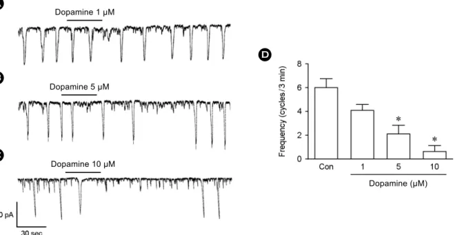 Fig. 3. Effects of  dopamine on [Ca 2+ ] i  oscillation in cultured ICCs from mouse large intestine