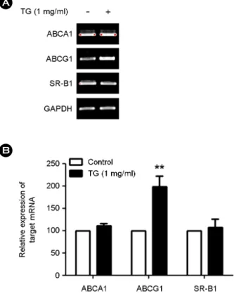 Fig. 1. TG treated THP-1 macrophages up-regulates ABCG1 mRNA expression. THP-1 macrophages were incubated with TG (1  mg/mL)  for  24  h  and  RT-PCR  analysis  were  performed  on ABCA1, ABCG1 and SR-B1