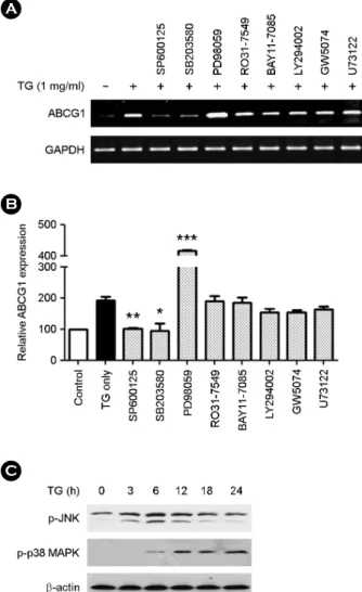 Fig. 4. Modulation of  ABCG1 expression in TG treated THP-1 macrophages  is  mediated  by  JNK,  p38  MAPK  and  MEK1 pathways