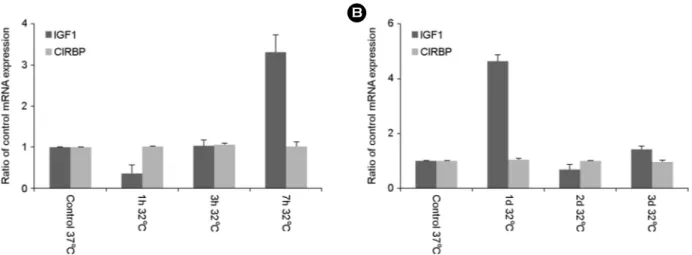 Fig. 1. Hypothermia regulates IGF-1 gene expression. PC12 cells were exposed to hypothermia (32℃) for different durations