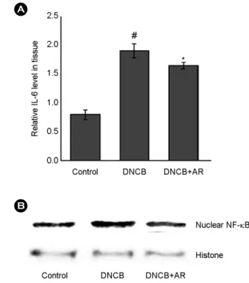 Fig. 3. The effect of AR on the NF-κB activation in HaCaT cells.
