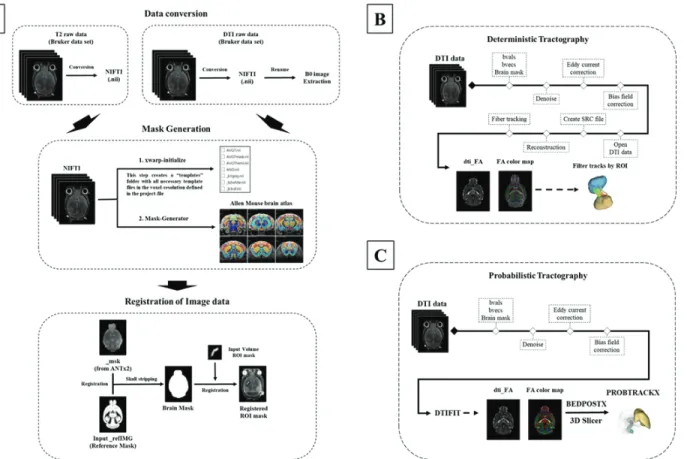 Fig.  2.  All  analysis  pipeline  of  the  mouse  brain.  Segmentation  and  preprocessing  pipeline(A),  Deterministic  Tractography  pipeline(B),  Probabilistic  pipeline(C).