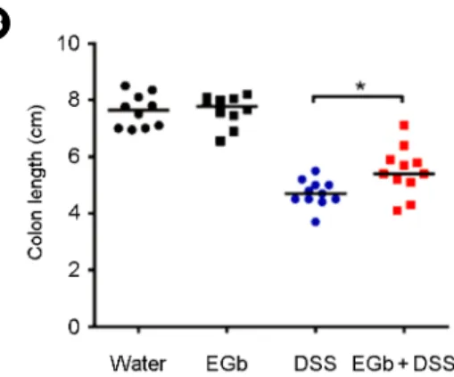 Fig.  1.  Clinicopathologic  analysis  of  C57BL/6  mice  treated with DSS and/or EGb
