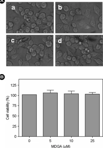 Fig. 3. Effect of  MDGA on viability of  Raw 264.7 cells. Cells  were treated with MDGA (5 μM, 10 μM, and 25 μM) for 18 h