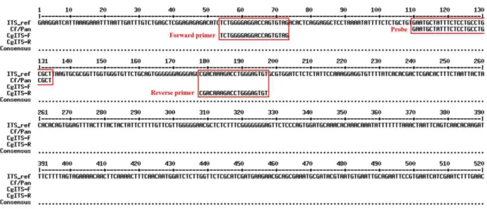 Fig. 3. Multi-alignment analysis of  forward primers, reverse primers, and hybridization probes based on reference TRP1 gene sequences