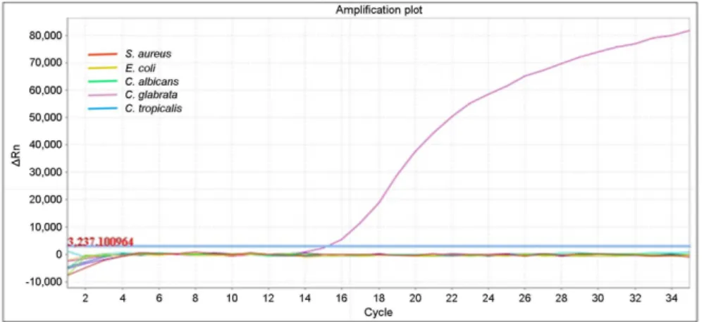 Fig 5. Specificity of  real-time PCR  assay for detection of  ITS1 region. 