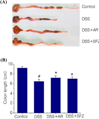 Fig. 2. Effect of AR on DSS ‐ induced the colon length  shortening in mice. (A) Experimental colitis in mice was  induced by 5% DSS dissolved in the drinking water for 7  days