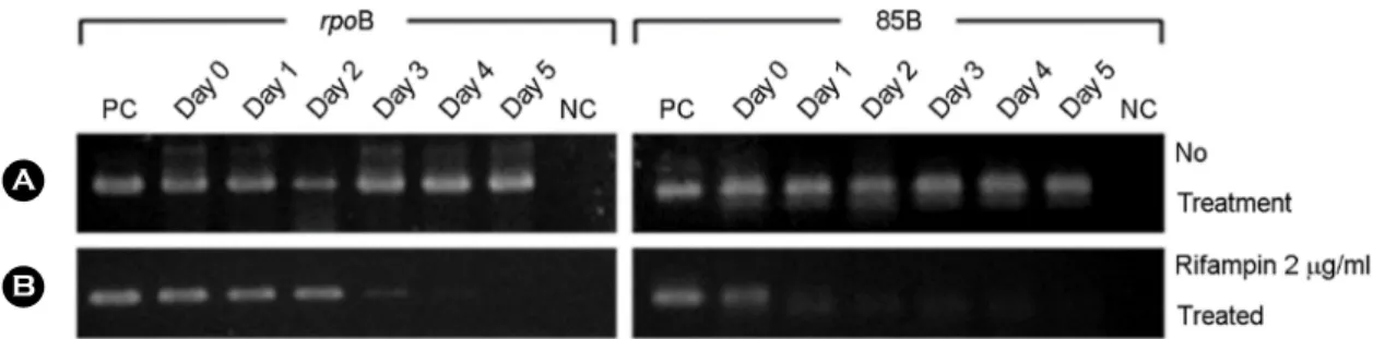 Figure  3.  Luciferase  activity  of  BCG  infected  with  phAE40.