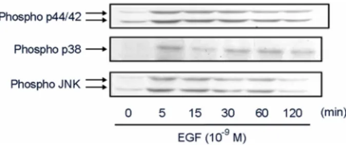 Fig. 7. Effects of  EGF  on MAPKs activation. Pig hepatocytes  were treated with EGF (100 ng/ml) for different time (0 to 120  min)