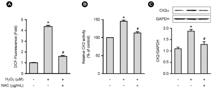 Fig. 2. H 2 O 2  increases CK2 activity and protein expression in MCF-7 cells. A, Cells (4  ×  10 3 /well for A; 2  ×  10 6 /well for B and C)  were pretreated with NAC (30 μg/mL) for 30 min followed by H 2 O 2  (30 μM) for 3 hr to quantify ROS levels (A),