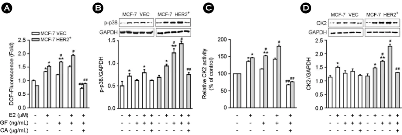 Fig. 4. Estrogen induces MAPK phosphorylation in MCF-7 cells. Cells (1  ×  10 6 ) were treated with estrogen (0.5 μM) for the time  indicated to measure the phosphorylation of  p38, JNK, and ERK