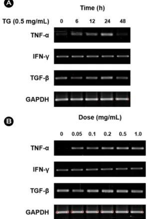 Fig.  1.  TG  affects  the  mRNA  expression  of  inflammation- inflammation-associated cytokines in the Jurkat T lymphocytes