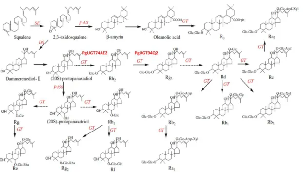 Figure 2. Putative ginsenosides biosynthesis pathway in P. ginseng. (Wang et al. 2011) 
