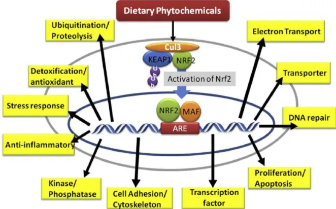 Figure 1-1. Phytochemicals on the regulation of Nrf2 signaling. Adapted from Lee et  al