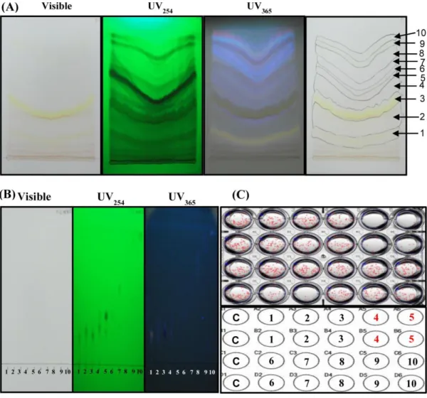 Figure  9.    Purification  procedure  of  CSCs  inhibitor  in  Saururus  chinensis  using  a  preparative  thin  layer  chromatography