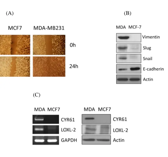 Figure  1.MDA-MB231  is  more  metastatic  than  MCF-7.  (A)  For  the  wound  healing 