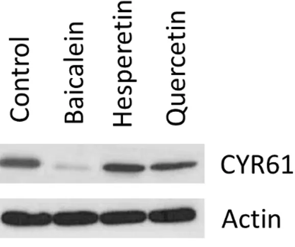 Figure  3.Phytochemical  effect  on  CYR61  expression  of  human  breast  cancer  cell  MDA-MB231.The  cells  were  seeded  and  treated  with  or  without  baicalein  25  µM, 