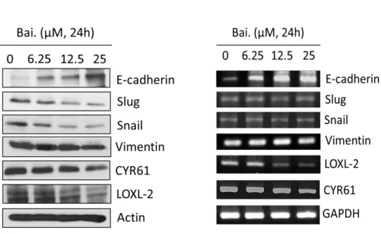 Figure  5.  Baicalein  induces  post-transcriptional  regulation  of  Snail  and  Slug  in  MDA-MB231
