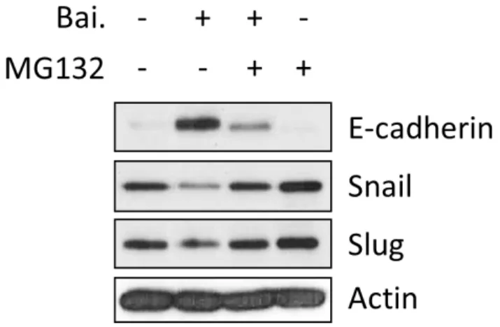Figure  7.Baicalein  regulates  stability  of  Snail  and  Slug  via  ubiquitin-mediated  proteasomal  degradation  processes