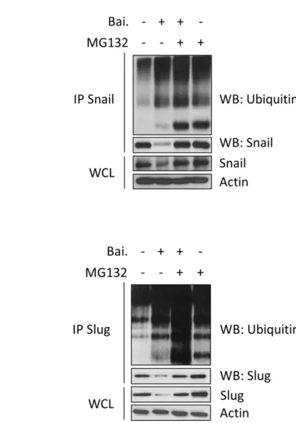 Figure  8.Baicalein  induces  ubiquitylation  of  Snail  and  Slug.  MDA-MB231  were 
