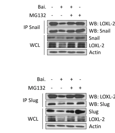 Figure  9.Baicalein  reduces  the  binding  of  LOXL-2  with  Snail  and  Slug.  .  MDA-