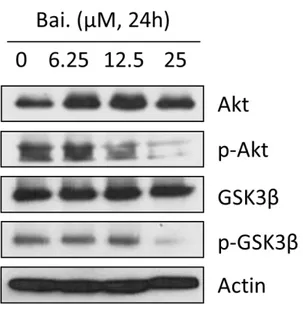 Figure  10.Upstream  role  of  Akt/GSK3β  signaling  pathway  in  Baicalein-mediated  downregulation  of  Snail  and  Slug  stability.MDA-MB231  cells  were  treated  with 