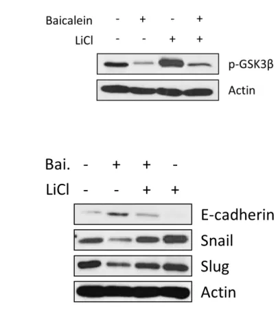 Figure  11.The  role  of  GSK3β  in  Baicalein-mediated  ubiquitylation  of  Snail  and  Slug