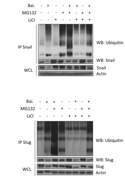 Figure 12. GSK3β inhibitor can inhibit the ubiquitylation of Snail and Slug. MDA-