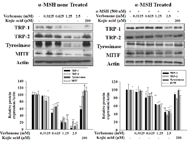 Figure  5.  Effects  of  verbenone  on  melanogenic  protein  level  in  B16F10  cells