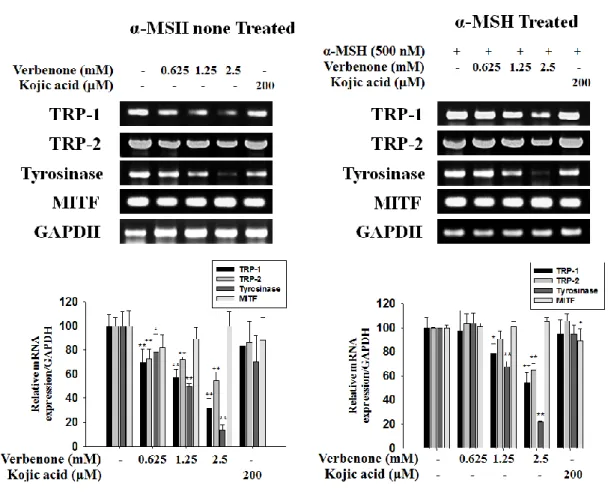 Figure 6. Effects of verbenone on melanogenic mRNA expressions level in B16F10 cells. 