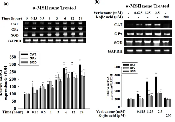 Figure 9. Verbenone on the antioxidant enzyme expression level in B16F10 cells. Effect 