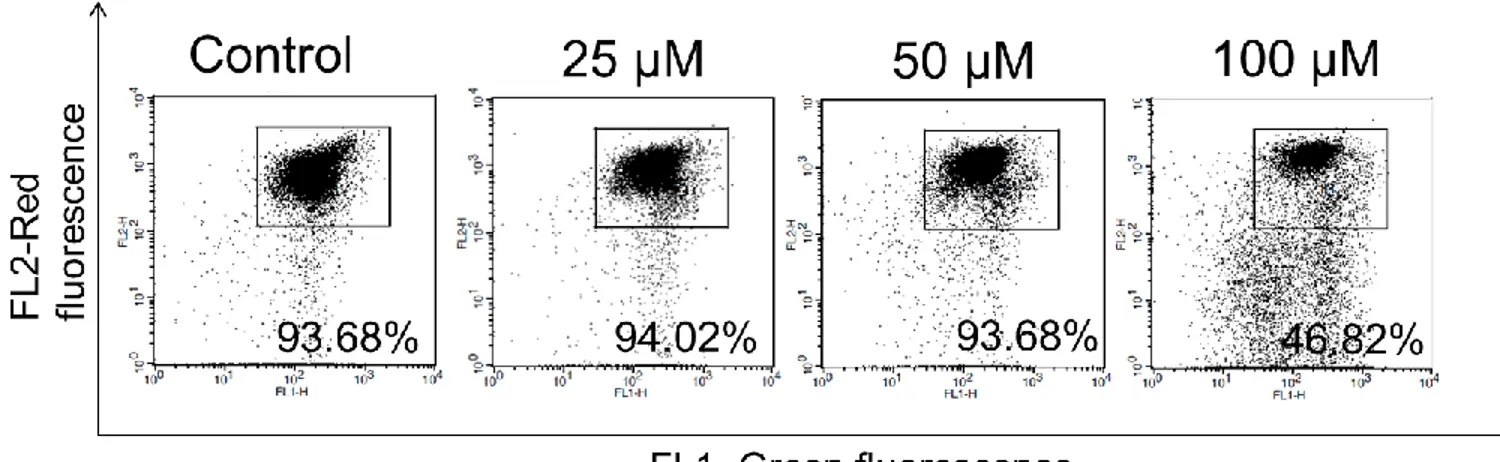Figure 2: DMF induced apoptosis in MCF-7-SC cells. Cells were seeded, incubated for 24 h 