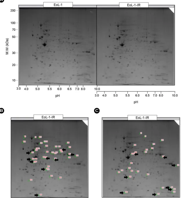 Fig. 1. Two-dimensional electrophoresis with EoL-1 and EoL-1-IR cells. EoL-1 and EoL-1-IR were analyzed by 2-DE