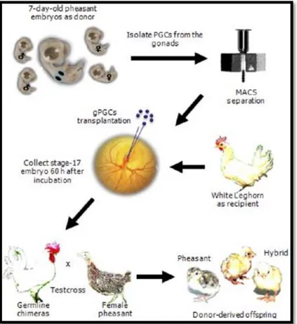 Figure 1. Schematic diagram of the production of pheasants ( Phasianus colchicus ) by interspecies germ cell transfer into chicken embryos (Kang et al., 2008).