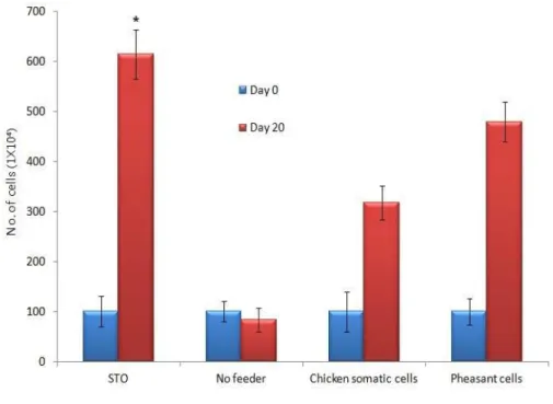 Figure 5. Establishment of growth conditions for pheasant spermatogonial stem cells with co-culture system