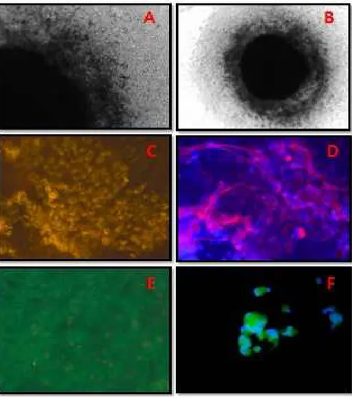 Figure 9. Methodological approach for 3D culture. (A) The cultured cells of the testes, (B) Spermatogonial stem cells colony, (C, D) Real-time observation of the interaction between sex cells and somatic cells in microtubule, (E, F) Fluorescence staining i