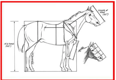 Figure 4. Method of investigate in measurement Jeju horse crossbred.