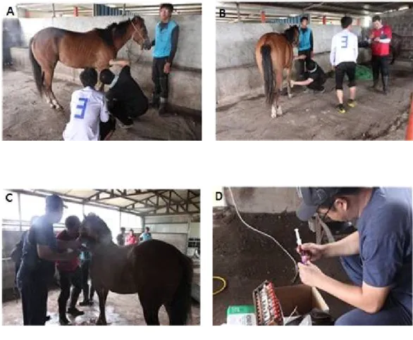 Figure 5. Collected experiment sample pictures of riding horse.