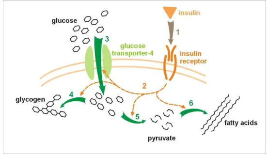 Figure 7. Diagram of the model effect of insulin on glucose uptake and metabolism. Insulin binds to its receptor (1) which in turn starts many protein activation cascades (2)