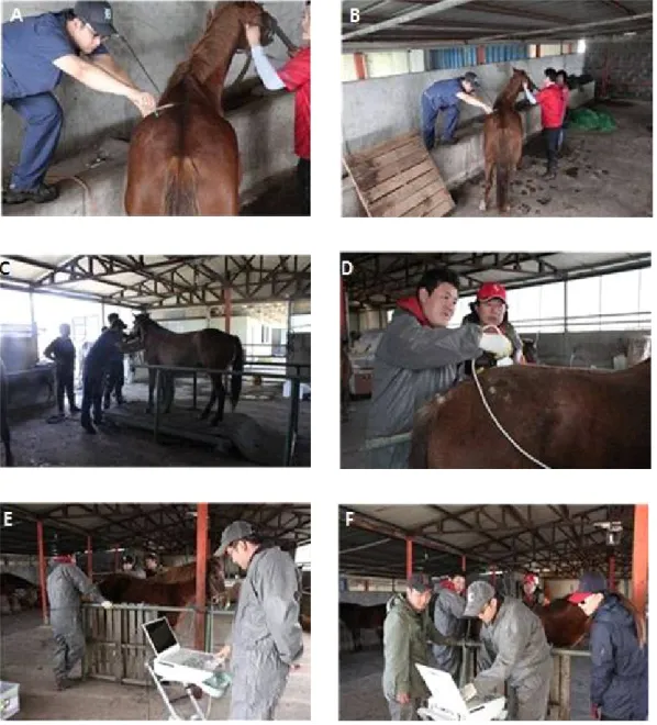 Figure 8. Collected experiment sample pictures of riding horse.