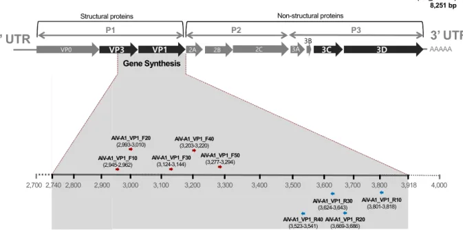 Fig. 1. Specific RT-nested PCR primers map for the detection of  Human Aichivirus A1 (HuAiV-A1)