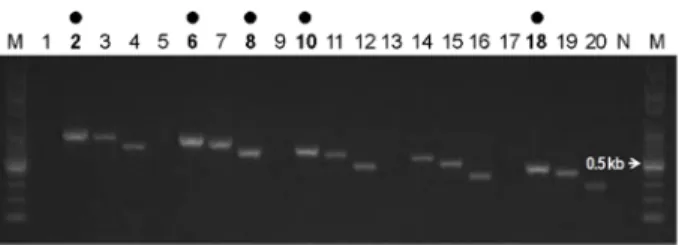 Fig. 4. Sensitivity tests of  five specific RT-PCR primer pairs. Lane M, 100 bp Ladder marker; lane number, diluted rates from 1 ng/μL; 