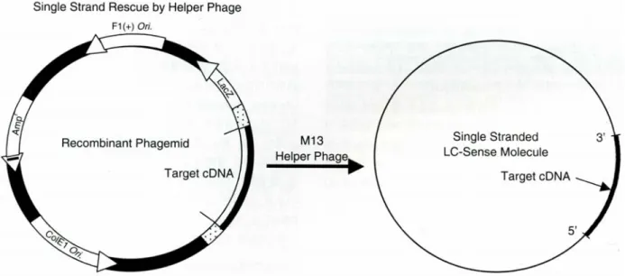 Fig. 1. A schematic diagram for production of  single stranded LC-sense DNA. A cDNA of  target gene is cloned into the multiple cloning site of  a M13 phagemid vector