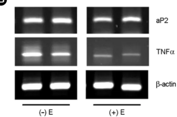 Fig. 3. Modulation of  adipocyte specific genes expression by 17β-estradiol in differentiated 3T3-L1 cells
